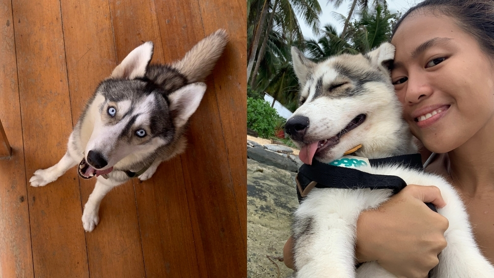 This Adorable Dog From Siargao Loves Taking Himself For A Walk