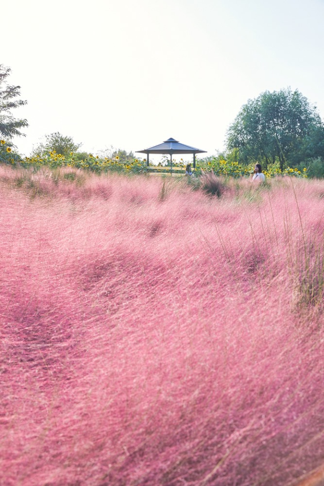 haneul park pink garden korea