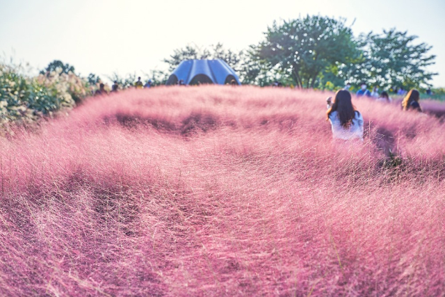 haneul park pink garden korea