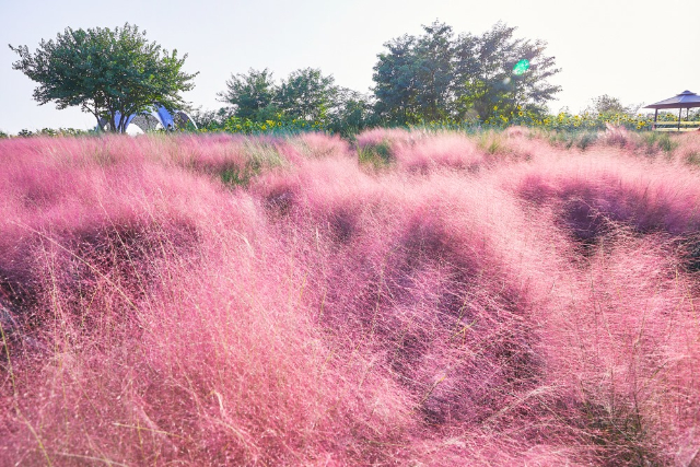 haneul park pink garden korea