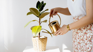 How To Keep Your House Plants Alive If You're Going Back To The Office