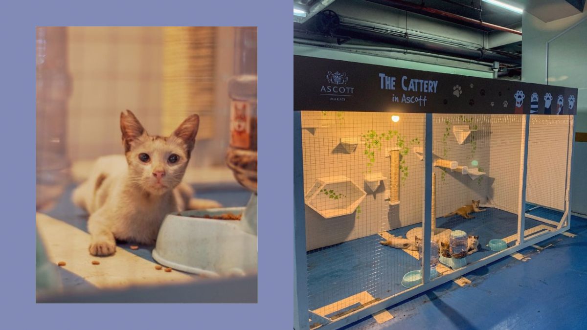 Street Cats Live the Luxe Life in This High-End Hotel’s Five-Star Shelter