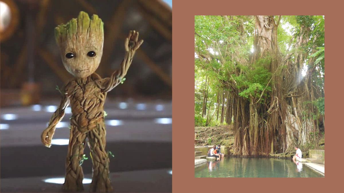 Baby Groot Was Actually Inspired By The Balete Tree, Says Filipino Marvel Artist
