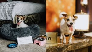 This Pet-friendly Luxury Hotel In Pasay Will Pamper You And Your Furry Friend