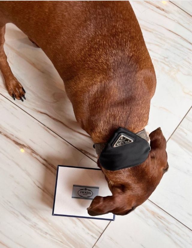Heart Evangelista's Dog Shuti Wearing A Prada Collar