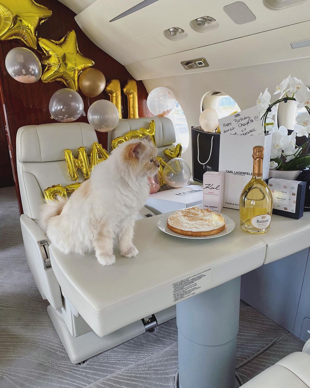 What Is Choupette the Cat's Net Worth and Karl Lagerfeld Fortune?