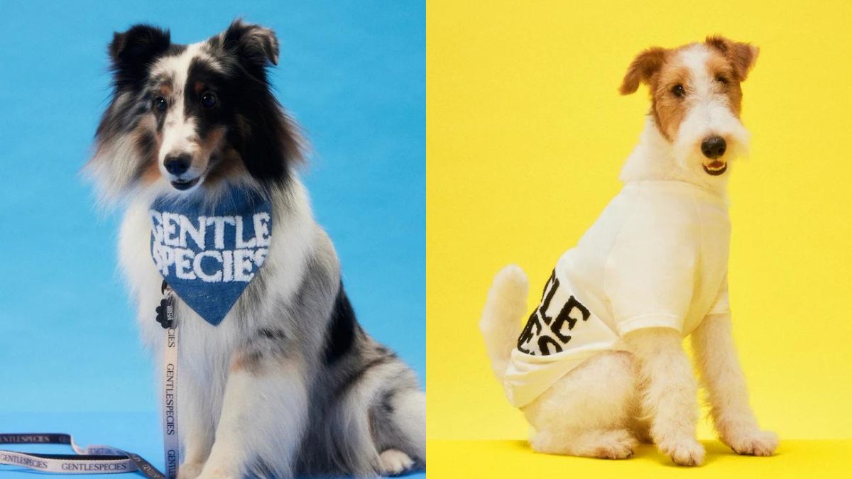 GENTLEWOMAN Just Released a Collection for Pets and It Looks So Adorable