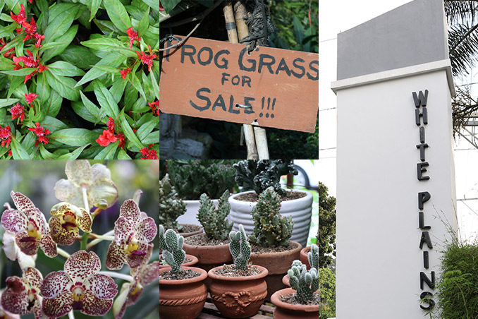 7 Must-Visit Garden Shops in White Plains, Quezon City | RL