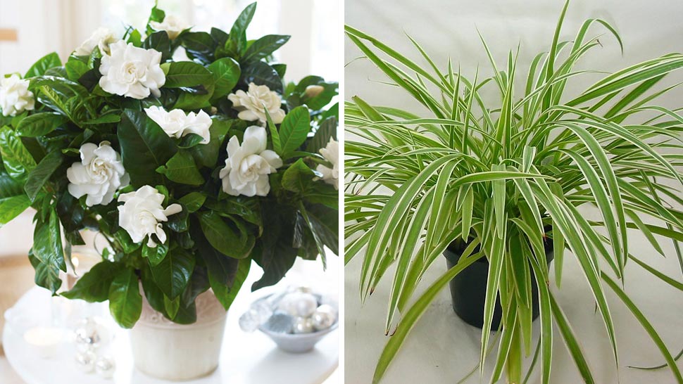 6 More Plants To Help You Sleep Better RL