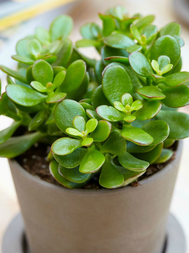 5-houseplants-that-will-bring-you-good-luck-rl