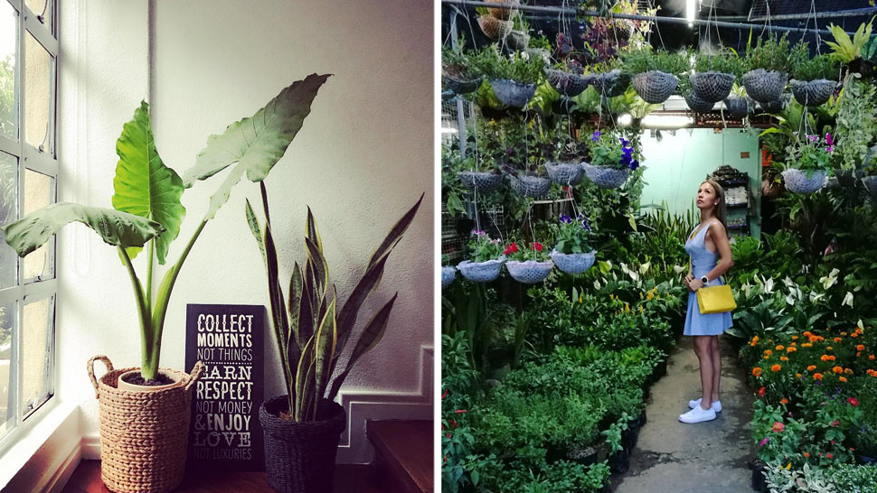 Plant Decorating Ideas Inspired By Aubrey Miles S Indoor Garden Rl