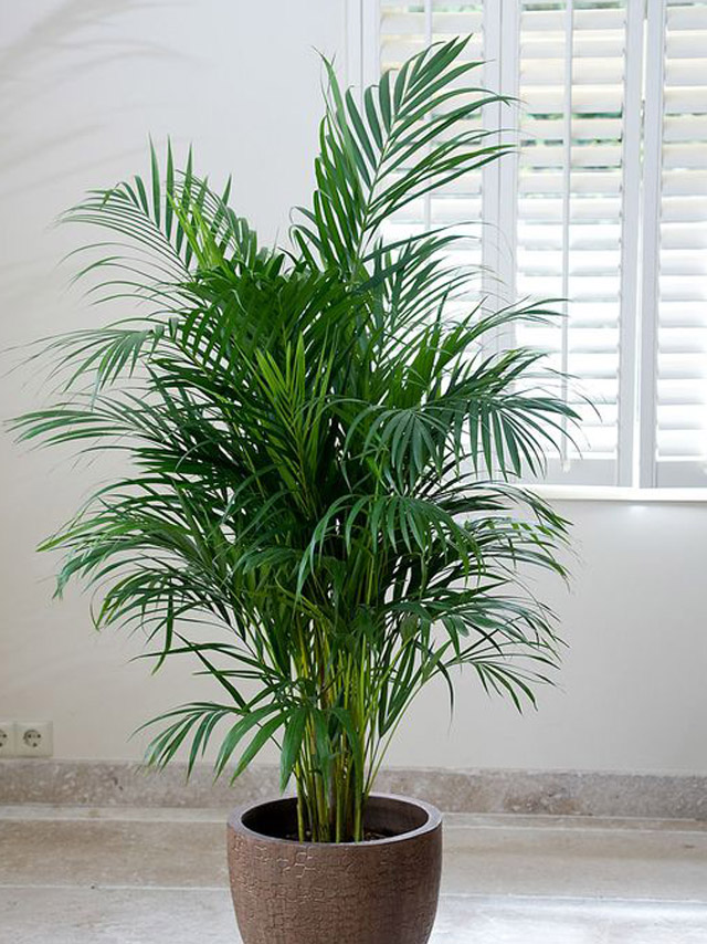 These Indoor Plants Can Keep Your Home Cool | Real Living