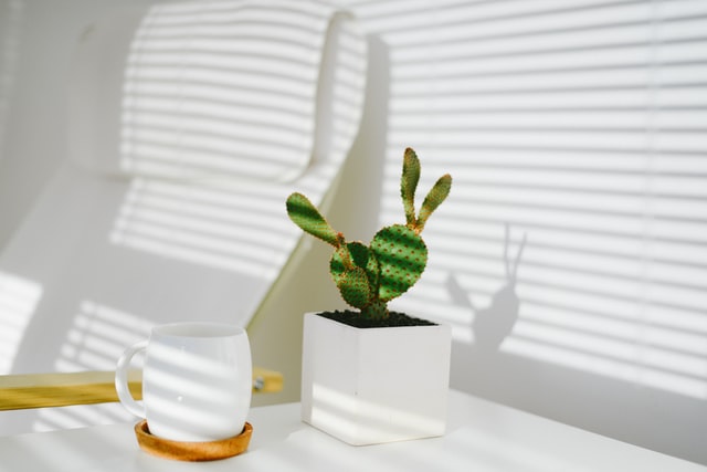 Do S And Dont S Of Indoor Plants According To Feng Shui