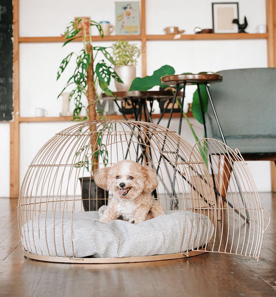 Dog dome hot sale house