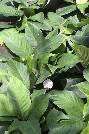 10 Affordable Plants For Your Home