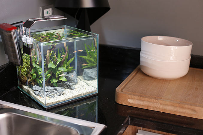 4 Ways To Use Nature Aquariums At Home