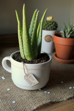5 Indoor Plants For Your Home