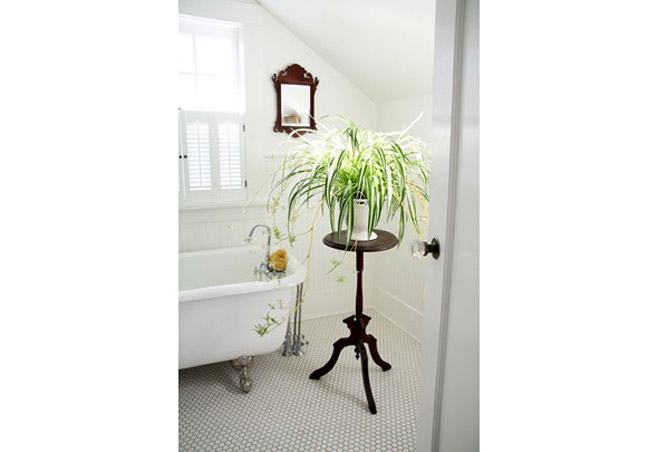 5 Indoor Plants For Your Home 5 Indoor Plants For Your Home, Korean Indoor Plants