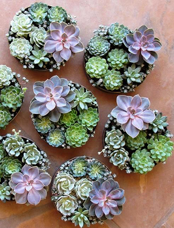 Rl Tips Taking Care Of Succulents