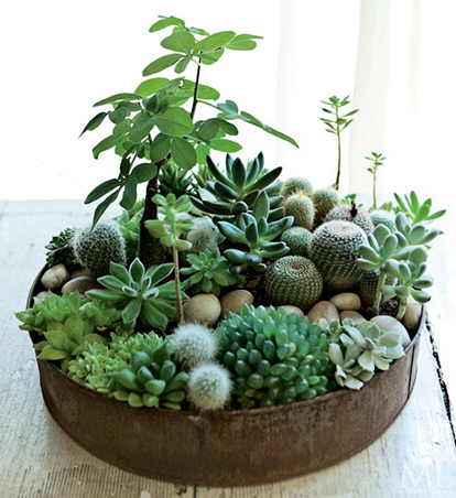 Rl Tips Taking Care Of Succulents