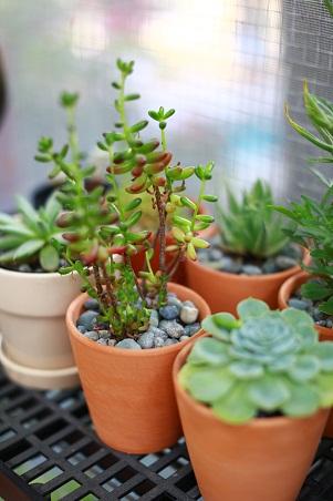 6 Garden Maintenance Tips