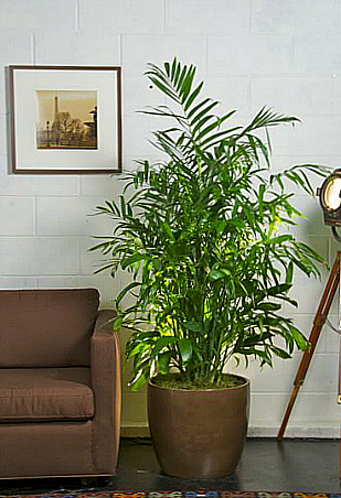 5 More Houseplants That Can Purify The Air At Home | RL