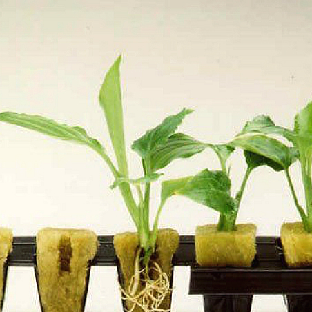 4 Things You Need To Grow Your Own Hydroponic Garden