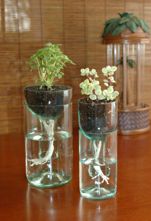 4 Things You Need To Grow Your Own Hydroponic Garden
