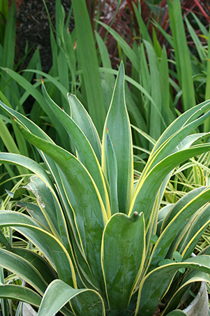 10 Affordable Plants For Your Home