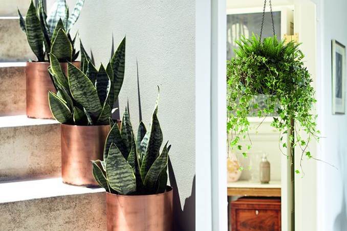 6 More Indoor  Plants  for Your Home RL