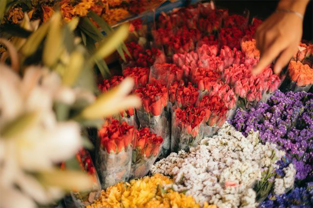 Breathtaking Types Of Flowers In Dangwa Capture Illustration Breathtaking Types Of Flowers In Dangwa Capture Illustration