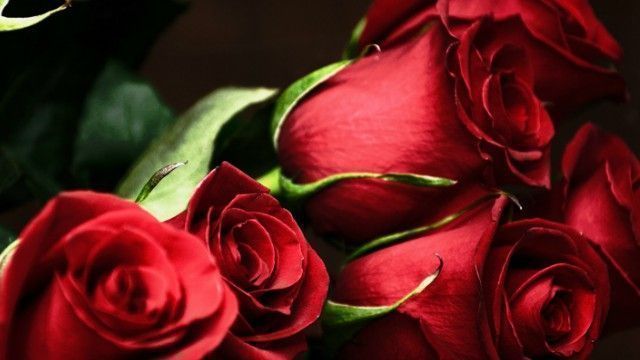 Why Do We Give Red Roses on Valentine's Day?