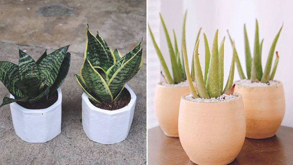 Indoor Plants You Can Grow in Your Bathroom