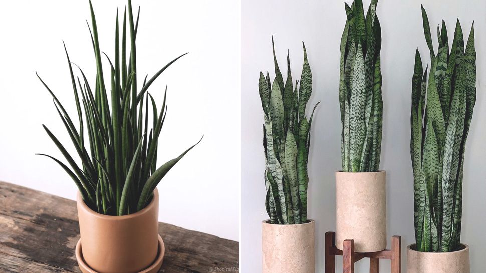 Houseplants You Can Buy Online if You Want Your Balcony to Feel More ...