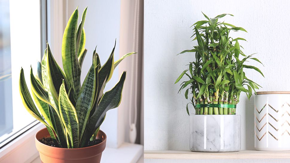  On the left, a snake plant in a brown pot sits in front of a window, and on the right, a money plant in a white and green pot sits on a shelf.