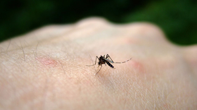 Chikungunya Outbreak in Cavite: Should We Be Worried? 