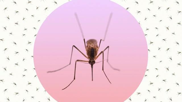 This Is the Most Dangerous Time During Pregnancy to Have the Zika Virus