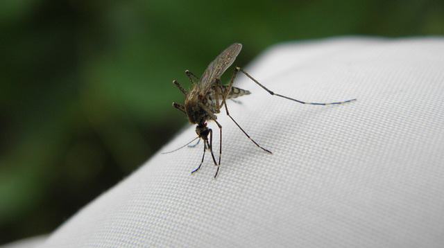 5 Situations When Using Mosquito Repellent Is a Must for Moms