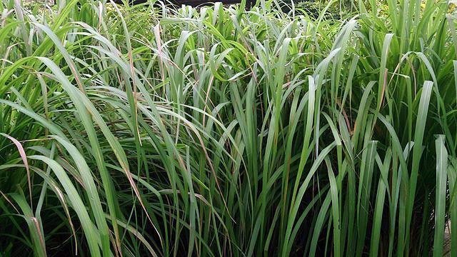 Citronella Zanquilargo Plant Bonnie Plants