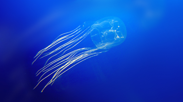 7-Year-Old Dies of Jellyfish Sting in PH Waters: The First Aid Every Parent Needs to Know