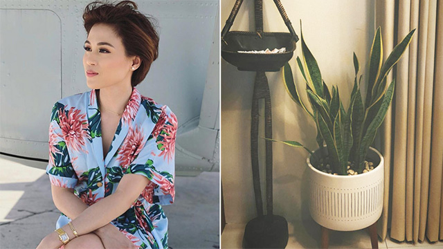 All the Plants We Love in Toni Gonzaga's Home