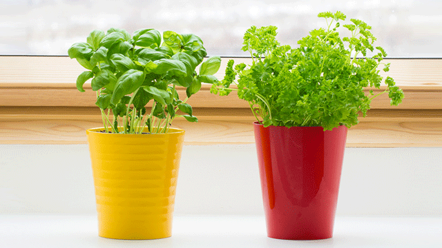 How To Grow Vegetables in A Small Home