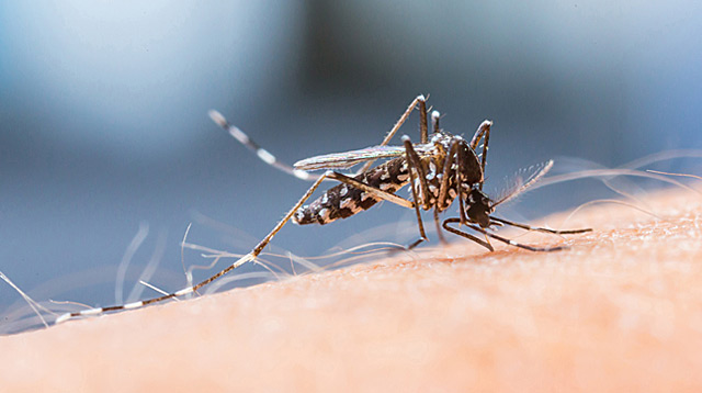 Ang Mga Sintomas at Dapat Gawin Kung May Dengue ang Iyong Anak
