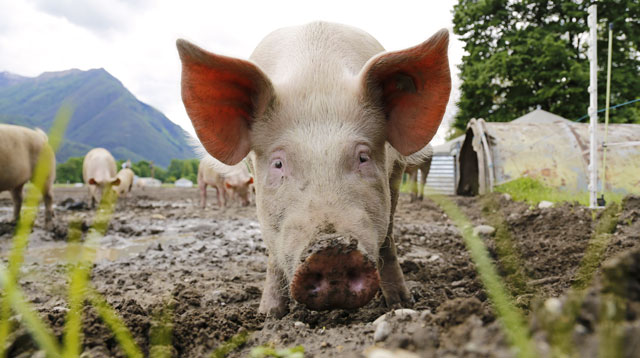 Swine Fever Confirmed in Quezon City: How to Buy Safe Pork