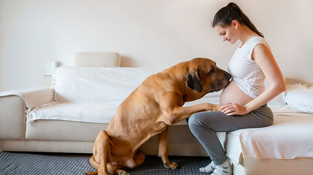 Fur-Parents, Here's How To Prepare Your Pet For The Arrival Of The New Baby