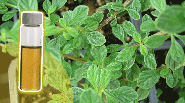 Fact Or Myth: Oregano Essential Oil Can Protect Your Family Against Coronavirus