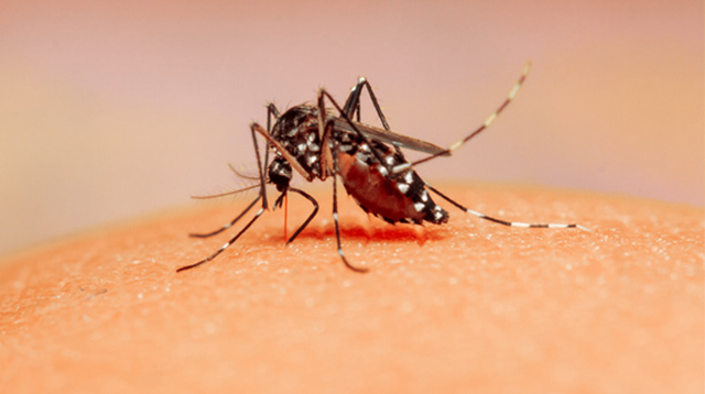 DOH Preparing For Possible Return Of Dengue Amid COVID-19 Pandemic