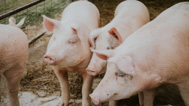 There's A New 'Highly Infectious' Swine Flu Strain With 'Pandemic Potential'