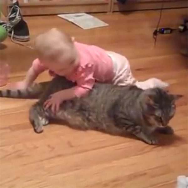 This Made our Day: Meet the Most Patient Cat Ever