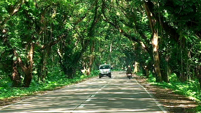 DPWH and LGU To Destroy Palawan's Acacia Tunnel